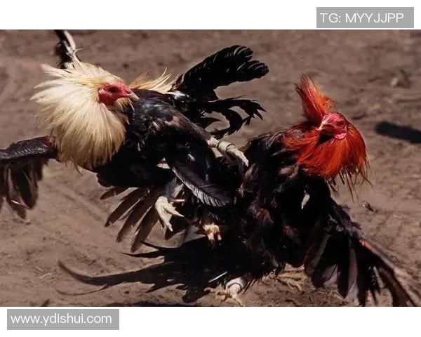 布拉加与斯洛云的激烈对决展现足球魅力与战术智慧的较量